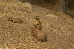 Prarie Dogs - 5